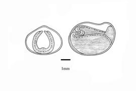   Embryo:   Abelmoschus ficulneus ; Illustration by K. Parker, Kirkbride et al. (2006)
